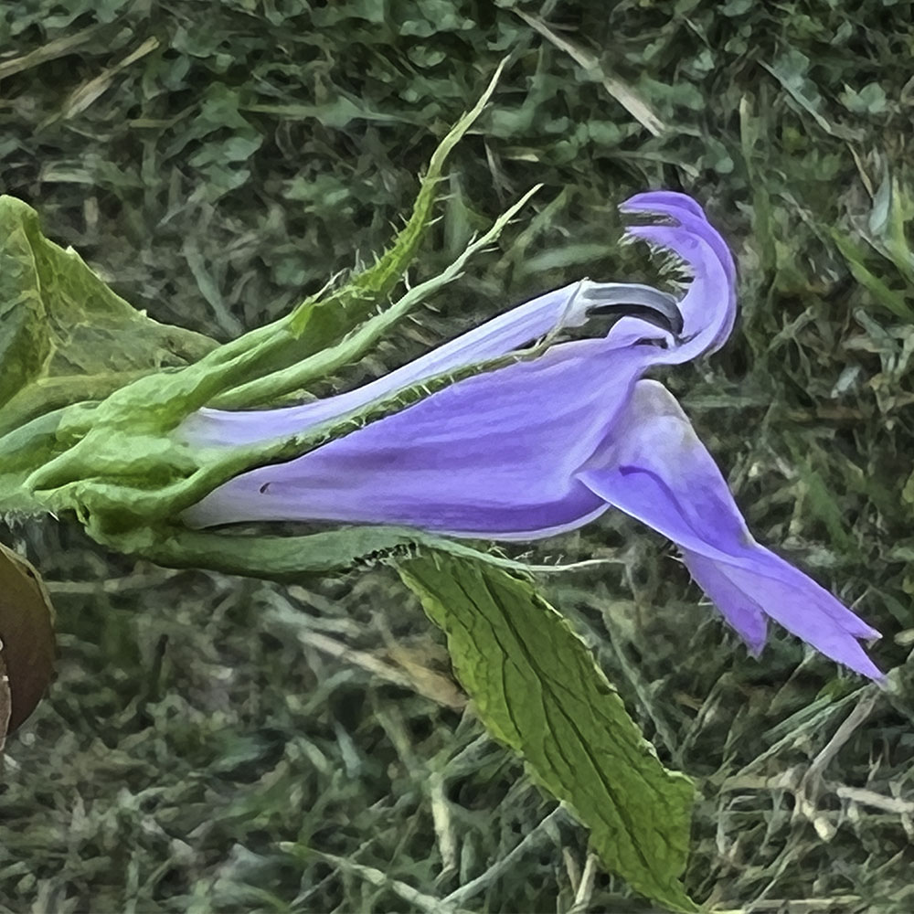 Great Blue Lobelia